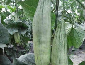 羊角蜜挂果后多久成熟 羊角蜜坐果后多少天采摘