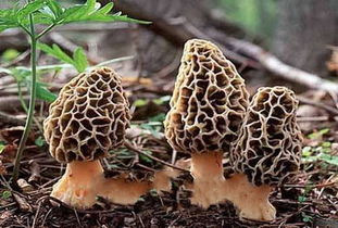 羊肚菌一亩成本及利润 羊肚菌大棚的搭建规格