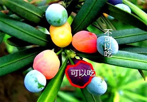 罗汉松果怎么吃最好 罗汉松果实的功效与禁忌