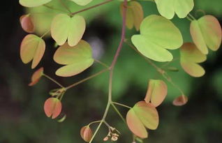 羊蹄甲风水禁忌 羊蹄甲为什么叫金丝红木