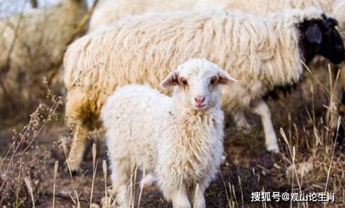羊听到什么声音会害怕 羊怕什么颜色不敢靠近