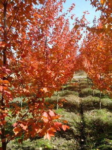 美国红枫12公分价格 美国红枫价格2023报价表