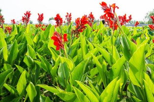 美人蕉属于哪个季节的花 美人蕉是哪个季节的