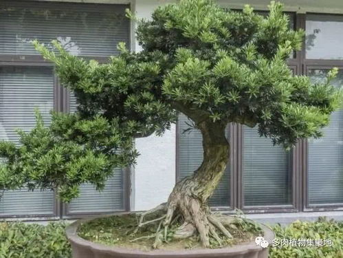 罗汉松的种子繁殖方法 罗汉松扦插生根最快方法