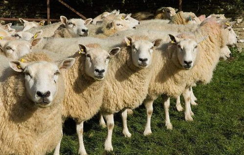 羊一般配几次能配成功 公羊能配自己的母亲吗