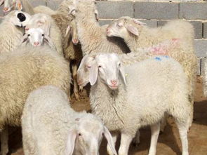羊吃什么树叶长得快 羊吃什么容易怀多胎