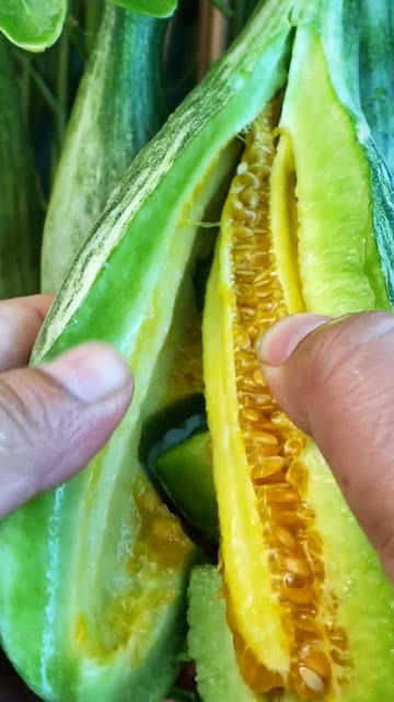 羊角蜜成熟期是多少天 羊角蜜成熟的图片