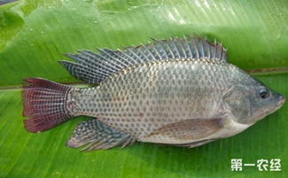 罗非鱼是吃垃圾的鱼吗 国家为什么禁止吃罗非鱼