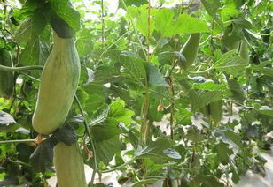 羊角蜜爬地好还是搭架好 羊角蜜打叉掐尖图解