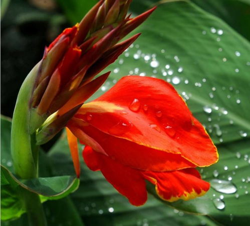 美人蕉种在哪里坏风水 大门口种美人蕉花招鬼吗