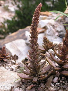 老房子为什么会长瓦松 屋顶长瓦松是什么征兆