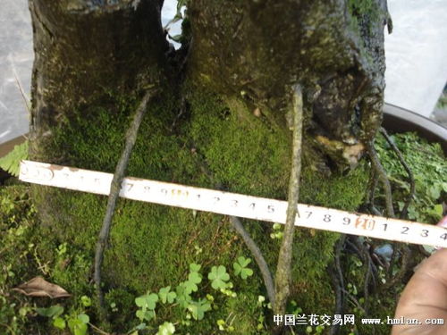 老桩和新桩的区别 原生桩和老桩有什么区别