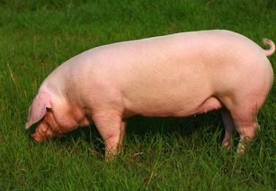 老母猪下崽前有什么症状 母猪要下猪仔的先兆