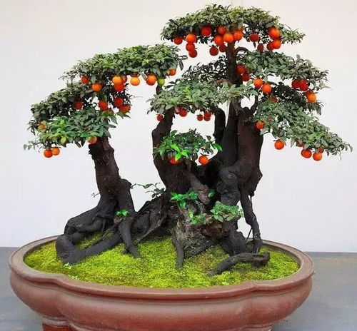 老鸦柿贵还是金弹子贵 金弹子与老鸦柿对照图