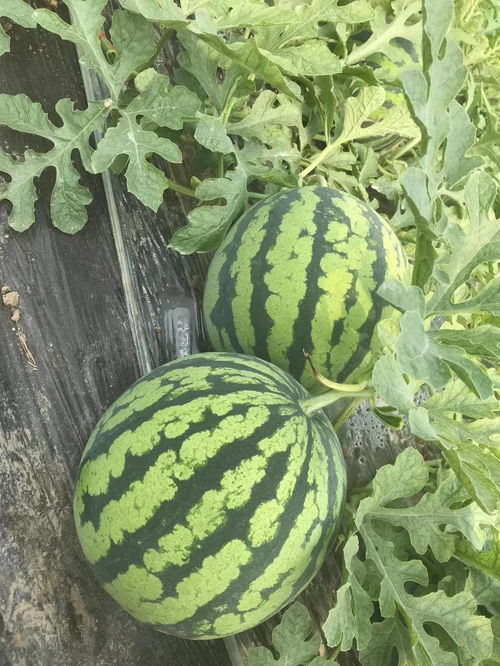 美都西瓜产地在哪里 美都西瓜属于什么档次