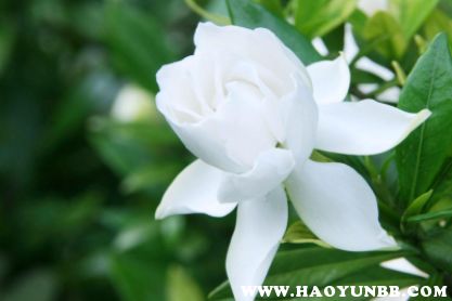 老人说养栀子花不吉利 栀子花招财还是破财