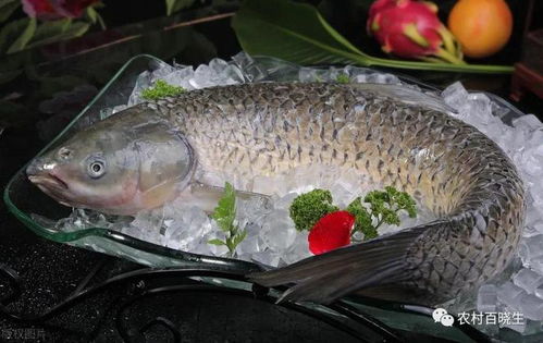 脆肉皖鱼为什么有毒 脆皖鱼是不是打了激素