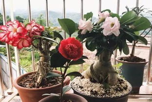 腊梅几月份扦插能活 腊梅扦插最简单方法