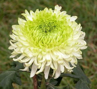 腊月菊花代表什么生肖 菊花打一正确生肖