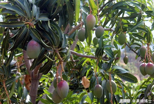 胡椒木是凶树还是吉树 胡椒木为什么不能养