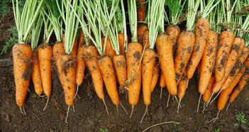 胡萝卜播种后要每天浇水吗 胡萝卜出苗前要浇水吗