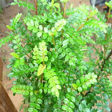 胡椒木可以驱蚊吗 胡椒木三大害处