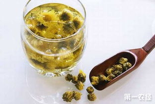 胎菊可以天天喝吗 胎菊几天喝一次