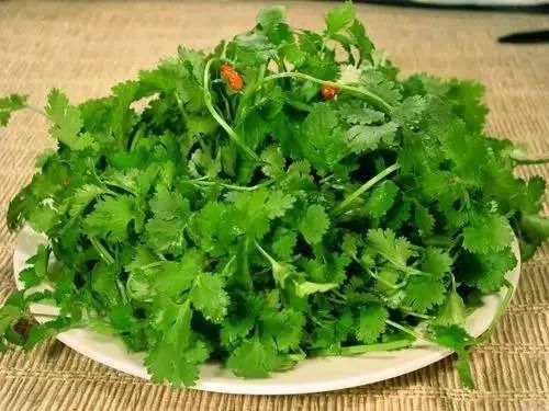 肾病的克星香菜 香菜对肾的作用