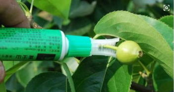 膨大素对人体有啥危害 膨大素的作用和危害