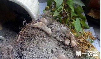 自己在家怎么种山药 家庭盆栽山药