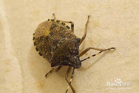 臭大姐最怕3个克星 驱赶臭大姐教你几招