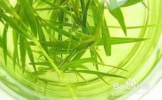 自己摘的竹叶能喝吗 刚摘的竹叶怎么处理