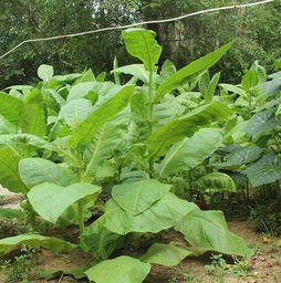 自己种点烟叶哪有种子 烟叶种子哪有出售