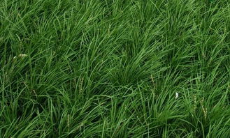 自己挖的麦冬可以直接使用吗 刚挖的麦冬怎么处理