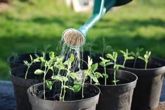 腐烂发臭的水可以浇花吗 植物腐烂的水可以浇花吗