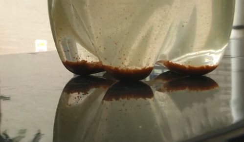 自来水绿藻对人体的危害 池塘绿藻什么原因产生的