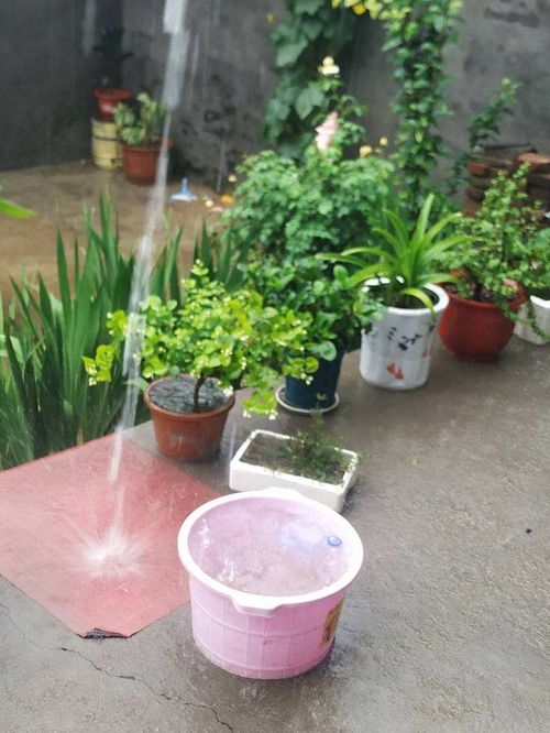 自来水放几天可以浇花 自来水浇花的正确方法