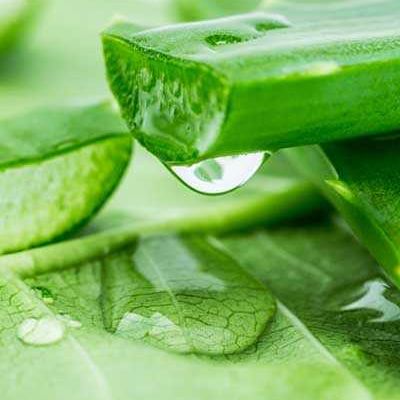 自己养的芦荟涂脸步骤 自家种的芦荟怎样美容