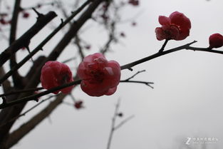腊梅树为什么夏天叶子会枯萎 腊梅树突然夏天死了