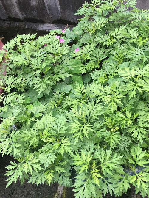 艾草挂门口多久摘下来 艾草挂门口风水十大禁忌