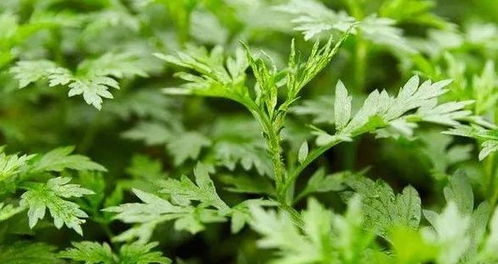 艾草挂到什么时候拿掉 艾草可以一直挂在门上吗