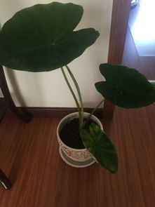芋头叶子杆割了有啥影响 芋头中期全部割掉叶子