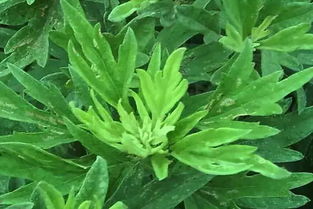 艾草锤的作用与用途 艾草捶敲打有作用吗