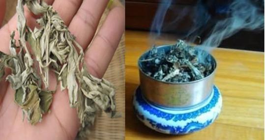 艾条点燃熏房间能杀死蚊子吗 艾叶熏蚊子是熏死了还是熏跑了