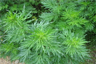 艾蒿是艾草吗 艾蒿和艾草一样吗图片