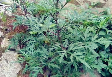 艾草长什么样子 真正的艾草图片