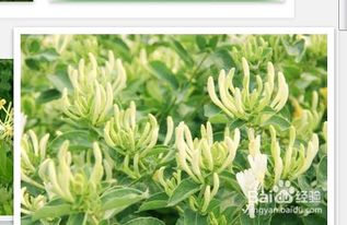 臭牡丹治什么病 臭牡丹根治疗妇科