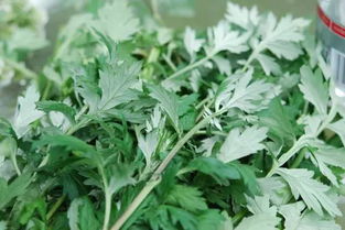艾叶熏蚊子的正确方法 艾叶熏蚊子是熏死了还是熏跑了