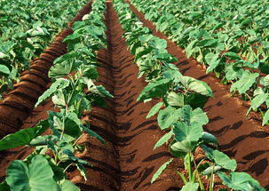 芋头侧芽全部用刀割断可以吗 芋头的侧芽去除方法