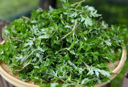 艾草闻久了对女生有啥影响吗 长时间闻艾草有坏处吗